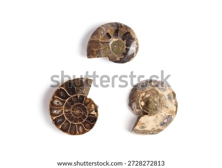 Set of Prehistoric small ammonite shells fossil specimens sliced with spiral pattern and internal structure isolated on white background.