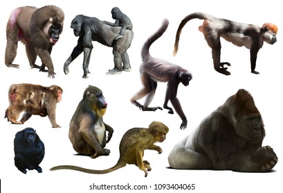Set Of Primates Isolated On White Background