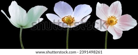 Similar – Image, Stock Photo poppy seed