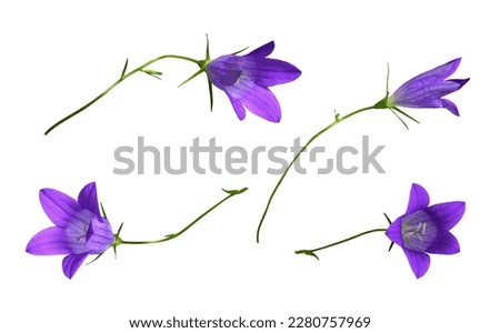 Set of purple campanula flowers isolated on white
