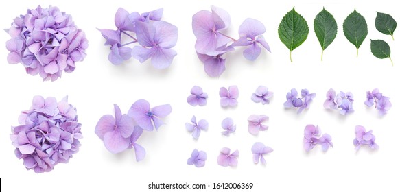 Set of Purple Hydrangea Hortensia flowers and leaves elements, isolated on white design background, with real shadows - Shutterstock ID 1642006369