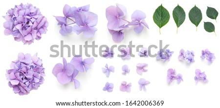 Set of Purple Hydrangea Hortensia flowers and leaves elements, isolated on white design background, with real shadows