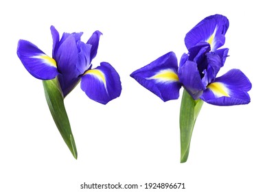 Purple Iris Flower High Res Stock Images Shutterstock