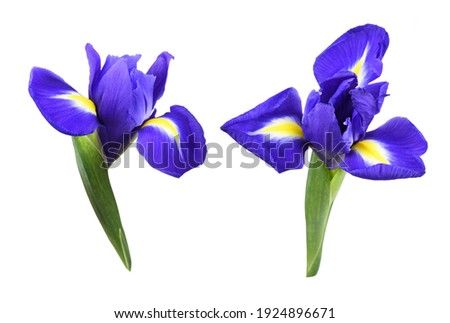 Set of purple iris flowers isolated on white
