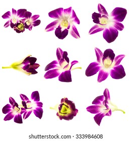 Set Purple Orchid Isolated  