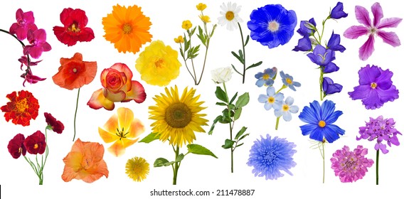 虹色 花 の画像 写真素材 ベクター画像 Shutterstock