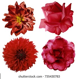 Set red flowers. Bright  flowers roses and  dahlia  Selection of Various Red Flowers Isolated on White Background  Nature. 
