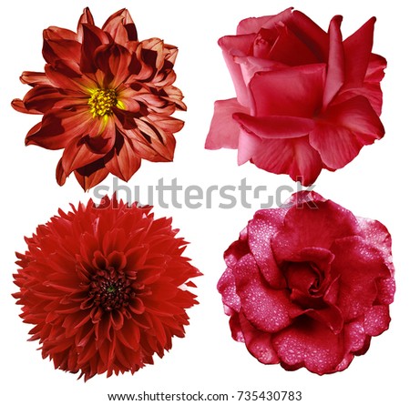 Set red flowers. Bright  flowers roses and  dahlia  Selection of Various Red Flowers Isolated on White Background  Nature. 

