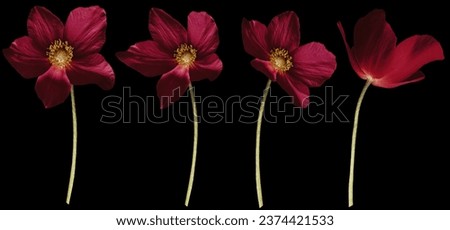 Set of red   flowers on  black  isolated background with clipping path. Flowers on a stem. Close-up. For design. Nature.