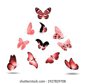 Set Of Red Flying Butterflies Isolated On A White Background. High Quality Photo