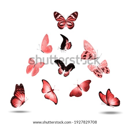 set of red flying butterflies isolated on a white background. High quality photo