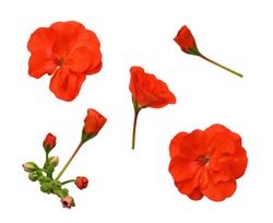 Set Of Red Geranium Flowers Isolated On White