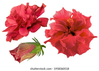Set of red hibiscus flowers isolated on white background. Shallow depth. Soft toned. Floral summertime. Copy space. - Shutterstock ID 1958360518