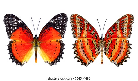 Set of Red Lacewing butterfly both over and lover wings illustration in natural color profile (Cethosia biblis) with super vivid orange to red on its wings, exotic nature