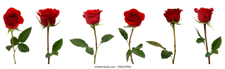set of red rose flowers isolated - Shutterstock ID 558127906
