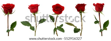 set of red rose flowers isolated