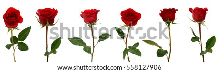 set of red rose flowers isolated