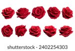 Set of Red Roses Isolated Vector on Clear Background