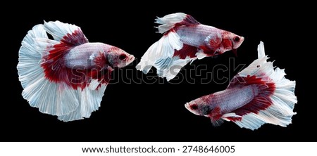 Set of red and white Siamese fighting fish swimming in different poses isolated on black background, showing flowing fins and ornamental beauty