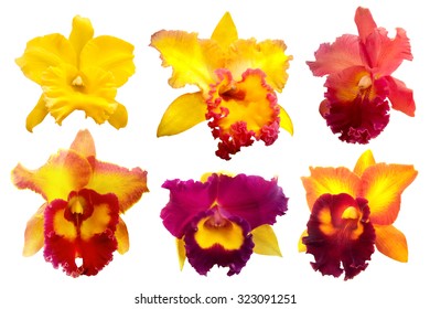 Set of red yellow cattleya colorful orchid isolated on white background.