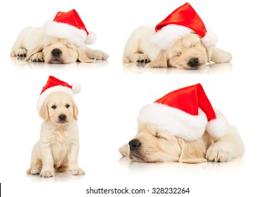 Set of retriever puppies in a Santa Claus hat, isolated on white