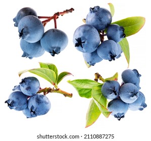 Set of ripe blueberries bunches with green leaves on white background. 