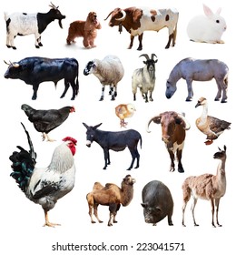 Set of rooster and other farm animals. Isolated over white background
