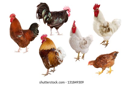 Group Chicken Rooster On White Background Stock Photo 93909766 ...