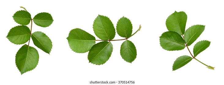 Set Of Rose Leaf Isolated 