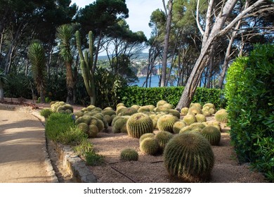 Set Of Round Cacti In A Mediterranean Park 