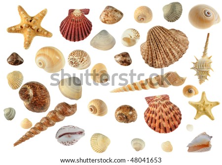 Set of sea cockleshells.Hard light. It is isolated on a white background