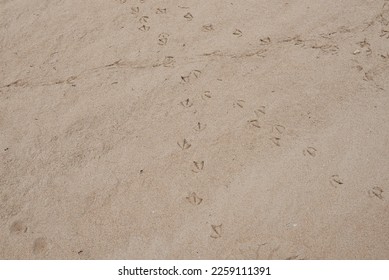 Set of seagull footprints on the sand of the beach - Shutterstock ID 2259111391