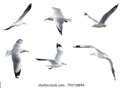 Set of seagulls flying isolated on a white background 
