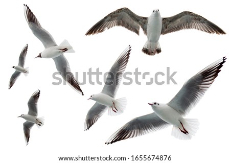 Set of seagulls flying isolated on white background. Birds collection isolated on white. Group of sea gulls