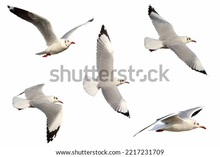 Set of seagulls flying isolated on white background. Mongolian Gull