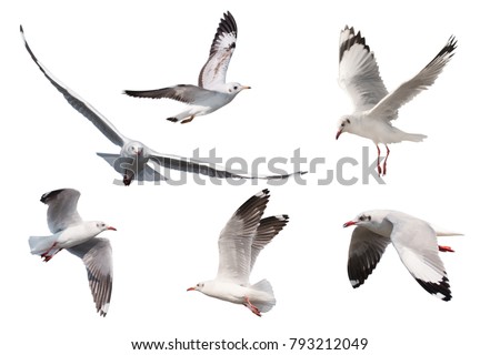 Set of seagulls flying isolated on white background