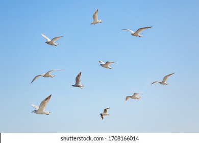 Set of seagulls flying on the blue background. Birds collection. Group of sea gulls - Powered by Shutterstock