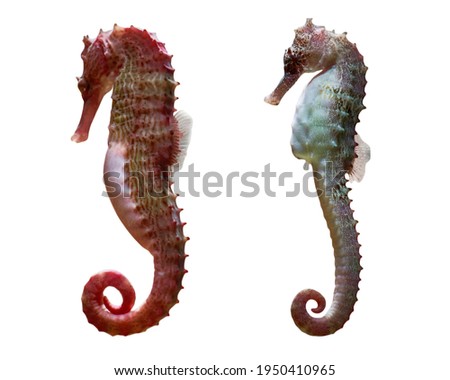 set of seahorse isolated on white background with clipping path. red, yellow