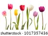 may tulips