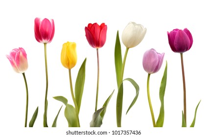 Set of seven different color tulip flowers isolated on white background