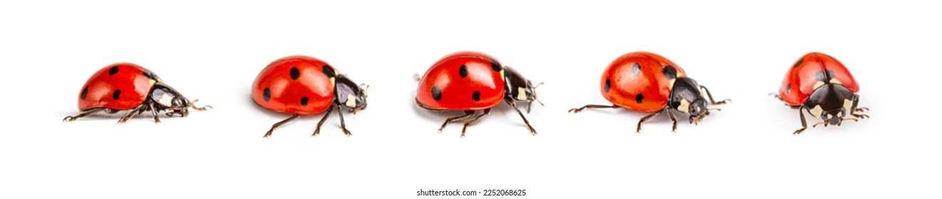 Set of seven-spot ladybirds, Coccinella septempunctata, macro photography, extreme close up photography, isolated on white background - Powered by Shutterstock