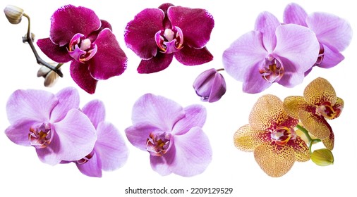 Set of several different orchid flowers purple, lilac, burgundy, yellow closeup isolated on white background for design and collage - Shutterstock ID 2209129529