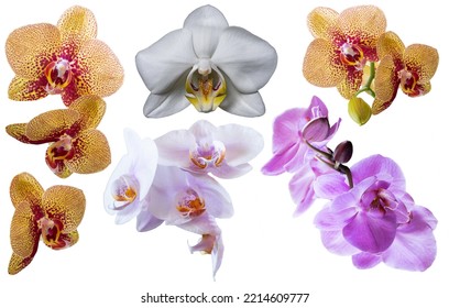 Set of several different orchid flowers purple, white, pink, red closeup isolated on white background for design and collage - Shutterstock ID 2214609777