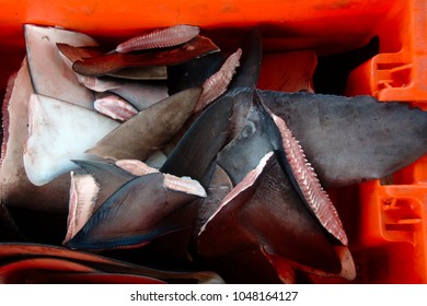 A Set Of Shark Fins Cut And Brought To Dock In Ancon, Peru. The Previous Owners Were Liberated Of The Fins, Then Converted Into Fishmeal.