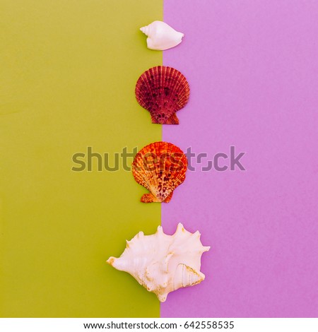 Set shells. Ocean style. Minimal art fashion design
