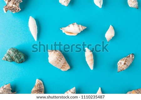 Set shells on aqua background. Minimal art design