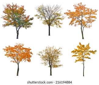 Set Of Six Autumn Trees Isolated On White Background