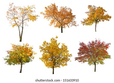 set of six golden fall trees isolated on white background