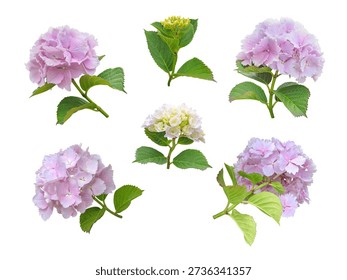 Set of six pink Hydrangea macrophylla inflorescences with serrated margin petals in different blooming stages and positions, isolated on white background. Botanical floral collection.