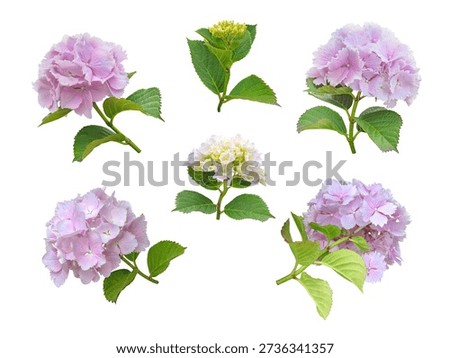 Set of six pink Hydrangea macrophylla inflorescences with serrated margin petals in different blooming stages and positions, isolated on white background. Botanical floral collection.